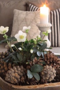 Hellebores and pine cone Christmas arrangement