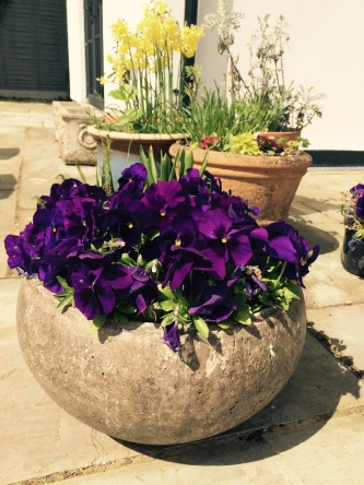 Purple Pansies in a round pot